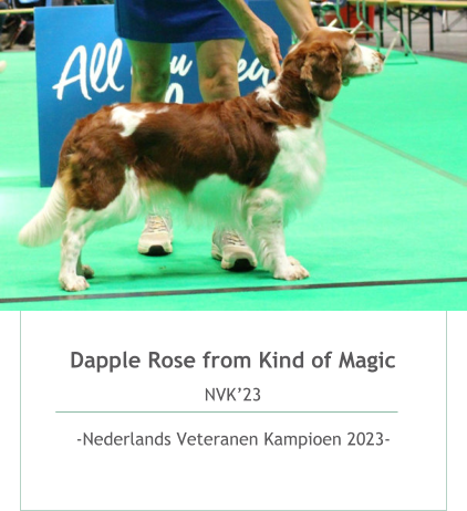 Dapple Rose from Kind of Magic NVK’23  -Nederlands Veteranen Kampioen 2023-  