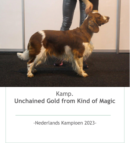 Kamp.Unchained Gold from Kind of Magic   -Nederlands Kampioen 2023- 