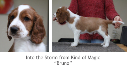 Into the Storm from Kind of Magic “Bruno”