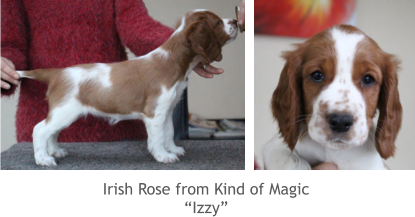 Irish Rose from Kind of Magic “Izzy”