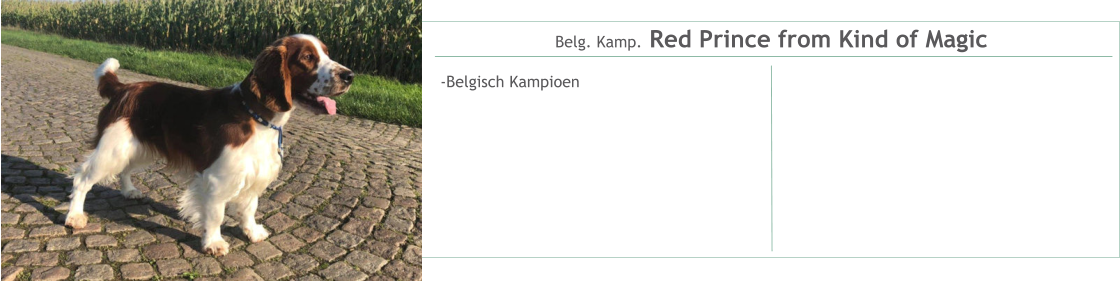 Belg. Kamp. Red Prince from Kind of Magic -Belgisch Kampioen