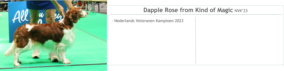 Dapple Rose from Kind of Magic NVK’23 - Nederlands Veteranen Kampioen 2023
