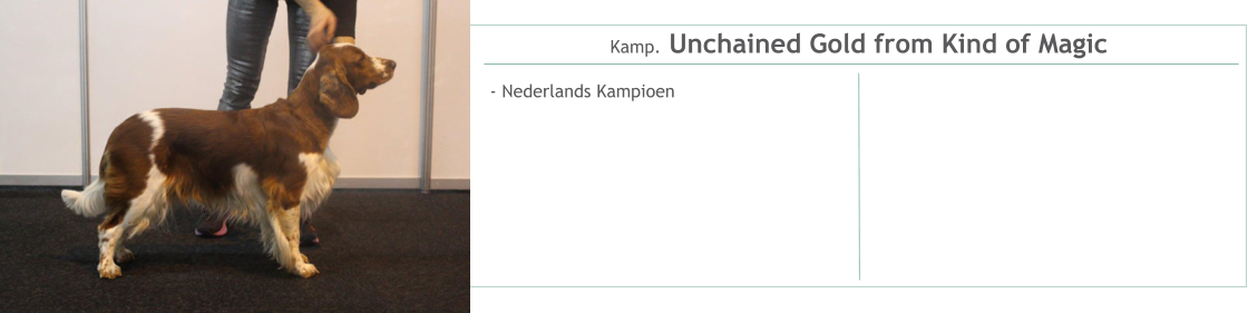 Kamp. Unchained Gold from Kind of Magic - Nederlands Kampioen