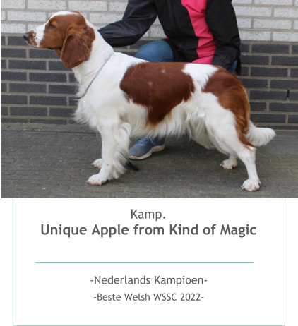 Kamp.Unique Apple from Kind of Magic  -Nederlands Kampioen- -Beste Welsh WSSC 2022- 