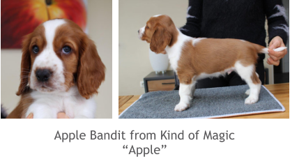 Apple Bandit from Kind of Magic “Apple”