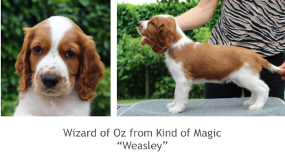 Wizard of Oz from Kind of Magic “Weasley”