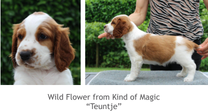 Wild Flower from Kind of Magic “Teuntje”