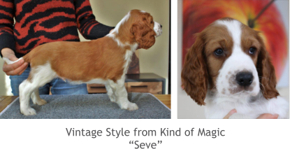 Vintage Style from Kind of Magic “Seve”